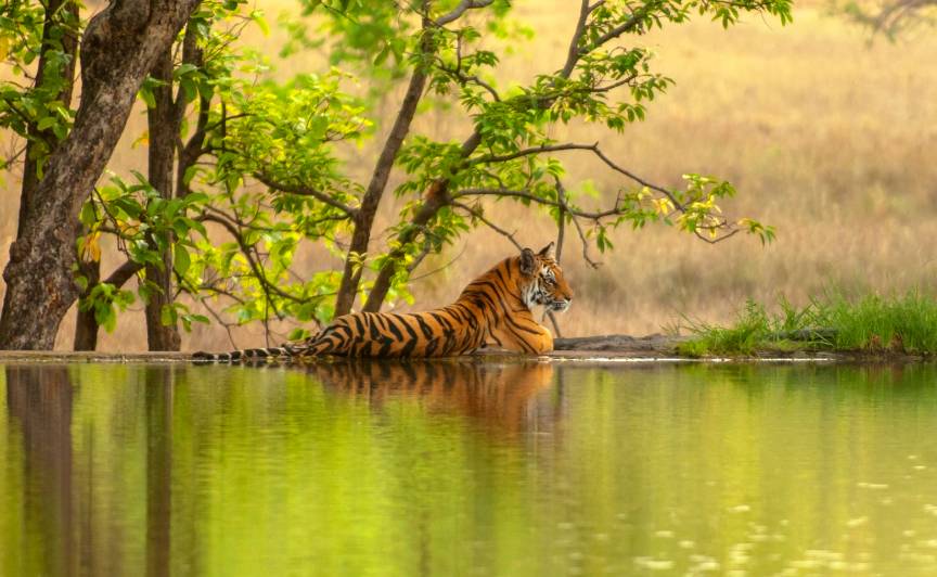 10 DAY GOLDEN TRIANGLE & WILDLIFE-CLASSIC